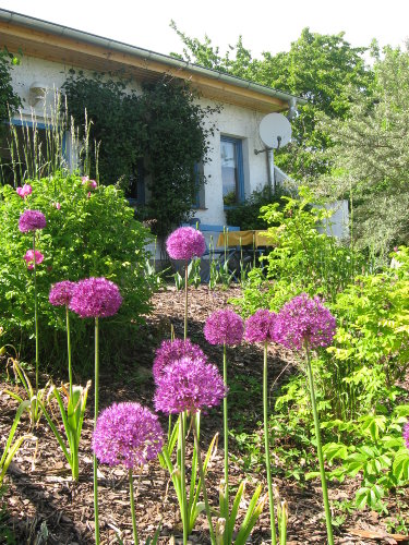 Mueritz_Ferienhaus_Blumenvielfalt_vor_dem_Haus