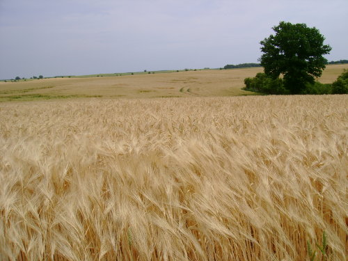 Mueritz_Ferienhaus_Feld_in_der_Umgebung